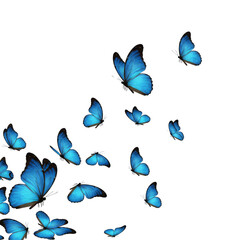 Flying butterflies isolated on transparent background, blue Butterflies PNG 