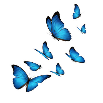 Fototapeta Flying butterflies isolated on transparent background, blue Butterflies PNG 
