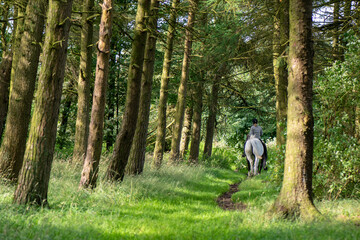 A women riding a horse in the woodland