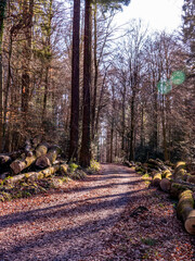 Gefällte und markierte Baumstämme im Wald