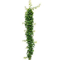 Vine Leaves branches PNG 