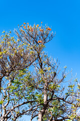 Winter blossom of african tulip tree in botanical garden on Tenerife island, Canary, Spain