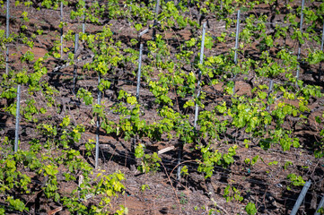 Hilly terraced vineyards in wine making region Tacoronte-Acentejo on Tenerife on slopes of Volcano Teide, Tenerife, Canary Islands, Spain