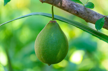 Green fruits hanging on Crescentia cujete or calabash tree in tropical Caribbean garden