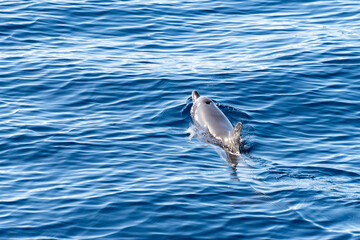 Fototapeta premium Watching flock of dolfins and whales from touristic boat, south of Tenerife island, Canary, Spain, wildlife seascape