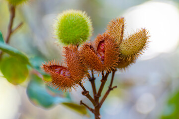 Bixa orellana or achiote plant, source of annato, natural orange-red condiment used for food coloring, body paint, spice