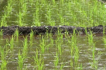 Japanese rice culture. Rice is the staple food of the Japanese. However, the heatwaves have caused a decline in production, leading to rising prices and a rice shortage.

