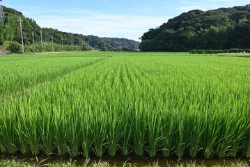 Japanese rice culture. Rice is the staple food of the Japanese. However, the heatwaves have caused a decline in production, leading to rising prices and a rice shortage.
