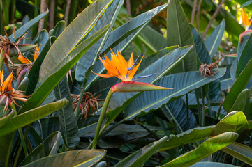 Blossom of Strelitzia reginae, colorful bird of paradise flowers in botanical garden close up