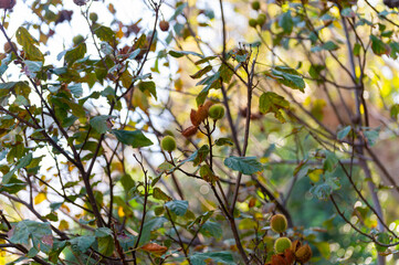 Bixa orellana or achiote plant, source of annato, natural orange-red condiment used for food coloring, body paint, spice