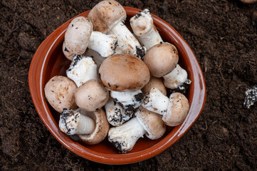 Brown champignons mushrooms from underground caves in Kanne, Belgium, organic farm