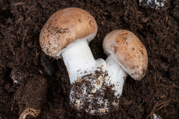 Brown champignons mushrooms from underground caves in Kanne, Belgium, organic farm