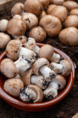Brown champignons mushrooms from underground caves in Kanne, Belgium, organic farm