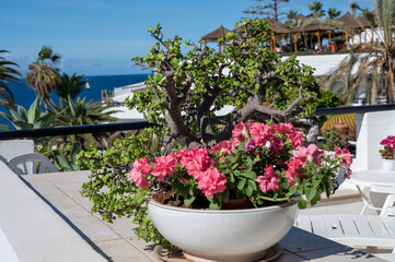 Hotel, resorts on South of Tenerife near Costa Adeje and Playa de las Americas, Canary islands, Spain in winter