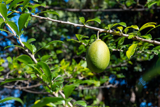 Green fruits hanging on Crescentia cujete or calabash tree in tropical Caribbean garden