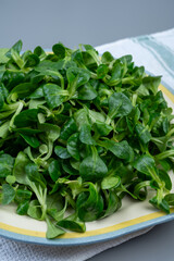 Valeriana locusta or lamb's lettuce corn salad is identifiable by its rounded leaf and deep green...