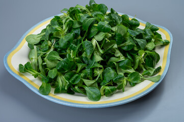Valeriana locusta or lamb's lettuce corn salad is identifiable by its rounded leaf and deep green...