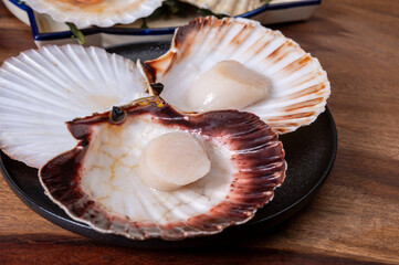 Atlantic bay scallops coquille St. James sea shells, opened in shellsand cleaned, catch of the day in Normandy or Brittany, France on fish market