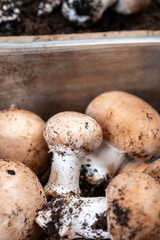 Brown champignons mushrooms from underground caves in Kanne, Belgium, organic farm