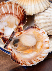 Atlantic bay scallops coquille St. James sea shells, opened in shells, catch of the day in Normandy or Brittany, France on fish market