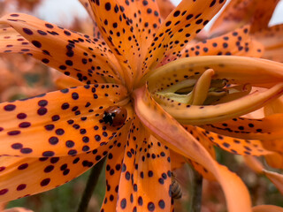 orange tiger lily flower