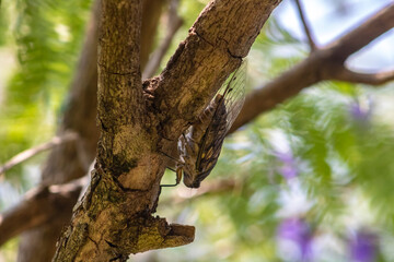 Insect called cigarra, scientific name Cicadoidea, in a forest with yellow flowers in Brazil