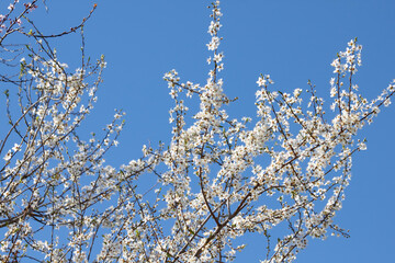 The White Cherry Blossoms in the Blue Sky Bloom