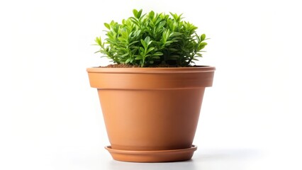 Fototapeta premium Potted Plant on White Background