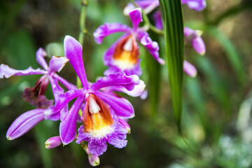 Orchid