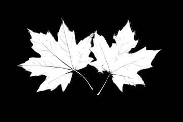 Elegant Gray Scale Maple Leaves