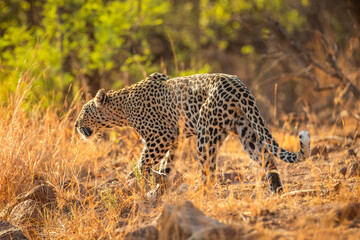 A leopard stalking in the African bush
