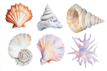 Obraz premium Set of Watercolor seashells, sea. Illustration clipart isolated on white background.