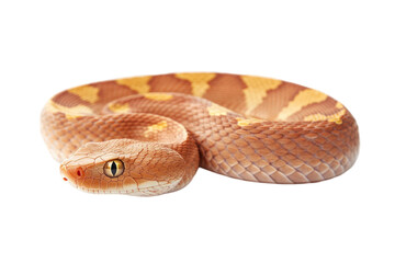 Obraz premium Snake curled with brown and yellow scales isolated on transparent background. The reptile features detailed textures and striking eyes. Ideal for wildlife illustrations