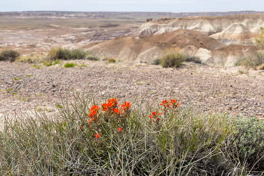 Red Indian Paintbrush flowers growing amongst desert shrubs in Petrified Forest National Park, Arizona, USA