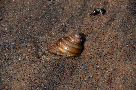 A detailed capture of a spiral snail shell resting on a damp sandy surface, showcasing natural textures and earthy tones.