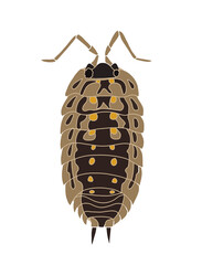 Drawing of isopoda (pillbug, woodlice) png transparent. Can be used for scientific illustration, educational materials and texts about soil invertebrates