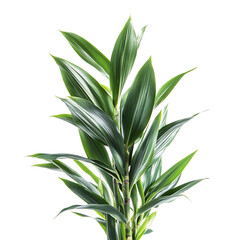 Fototapeta premium Tall Dracaena Plant with Green and White Leaves Isolated on Transparent Background