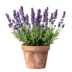 Fototapeta premium A Small Potted Lavender Plant with Soft Purple Bloom Isolated on Transparent Background