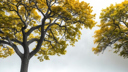 Fototapeta premium Autumn Tree Silhouette with Yellow Leaves Against Cloudy Background in Nature Landscape