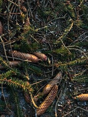 pine cones on the snow