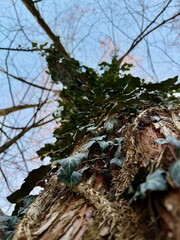 old tree trunk