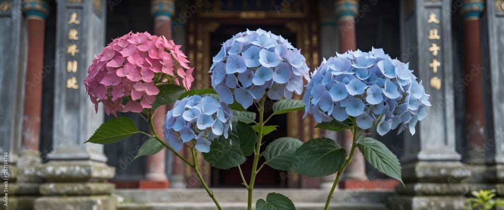 Poster vibrant hydrangea blooms in serene temple setting with space for text overlay