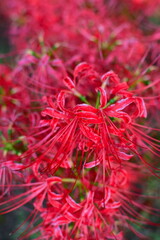 ヒガンバナ（新潟県）