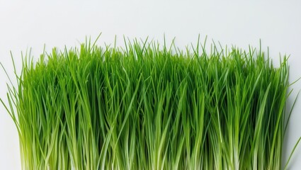 Vibrant close-up of fresh green grass blades against a clean white background highlighting nature's textures and colors.
