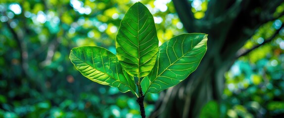Obraz premium Vibrant green leaves in macro view showcasing nature's beauty in a tranquil Thai forest setting.