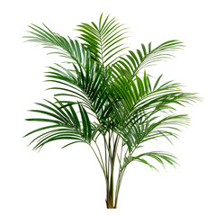 A Tropical Palm Plant with Long Arching Fronds Isolated on Transparent Background