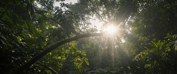 Fototapeta premium Sunlight Filters Through Lush Jungle Canopy Creating Heart Shape and Illuminating Nature with Abundant Greenery and Space for Text Overlay