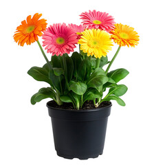 Vibrant Gerbera Daisy Plant in Pot Isolated on Transparent Background