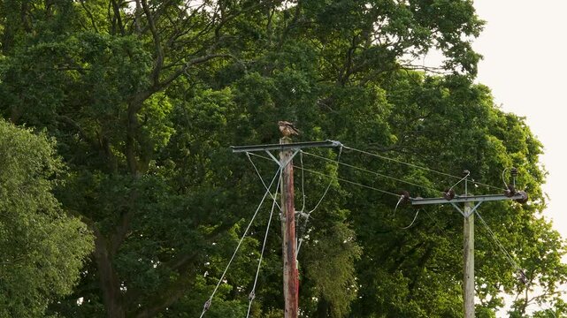 Common Buzzard Sits on Wooden Electricity Distribution Pole, Ruffles Feathers, Defecates, and Flies into Woodland  