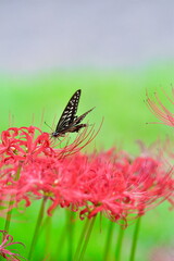 ヒガンバナ（新潟県）